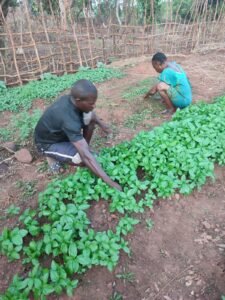 Cde de Bouca. Cultivo de alimentos