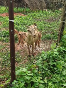 Criação de cabras. Cde de Bouca